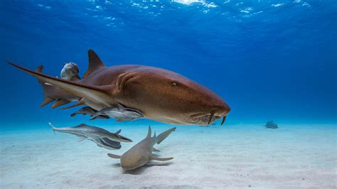 sharkbreeder yupoo